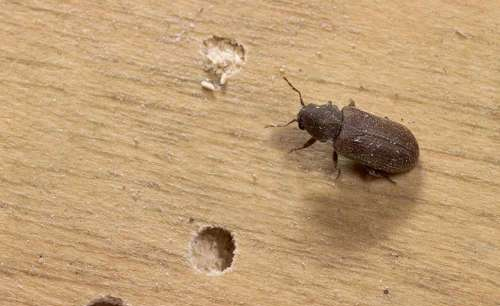 Wood Borer Pest Control